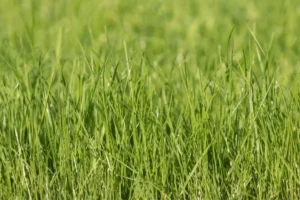 Perennial Ryegrass